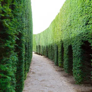 Sol eller skygge - sådan vælger du den rigtige hæk